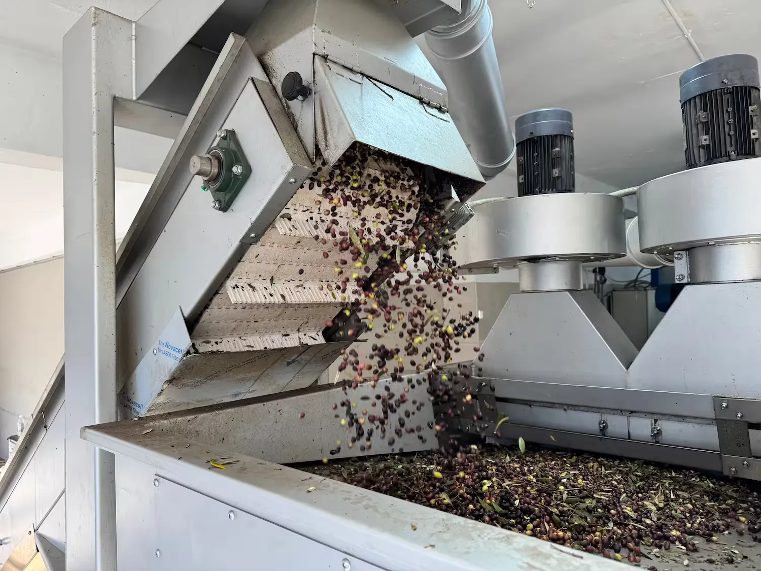 Olives entering the Carpos press