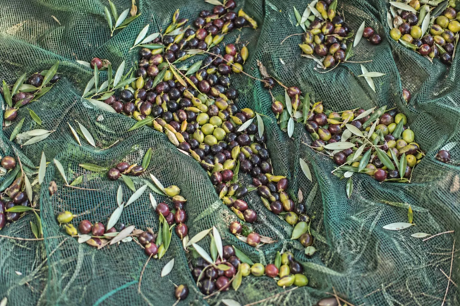 Freshly harvested Koroneiki and Tsounati olives