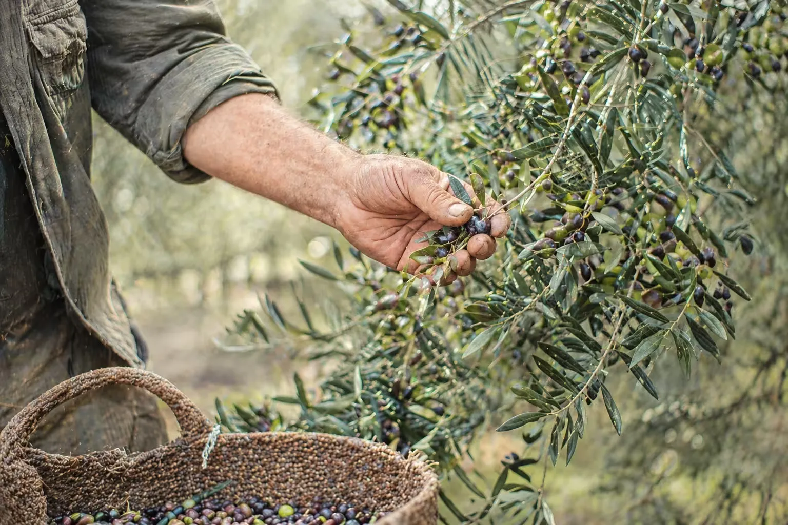 Hand-picking olives from the tree